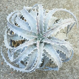  half-price start Dyckia Fujiyamati Kia * Fuji yama Gou white large stock 