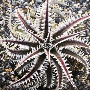 新種　ディッキア 　　OTTO　Dyckia 　Foxy eyes