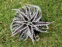 ディッキア Dyckia　OTTO　Samurai × Fat Boy #SF02　　Otto氏のハイブリッド　整理53-2_画像1