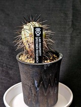 半額スタート　貴重　現地球 Copiapoa aureispina コピアポア オウレイスピナ　 Valium　鉢_画像1