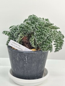 ペラルゴニウム　アッペンディクラツムPelargonium appendiculatum