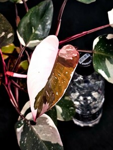 希少種　Philodendron Red Anderson variegated フィロデンドロン・レッド・アンダーソン　ハーフムーン　斑入り