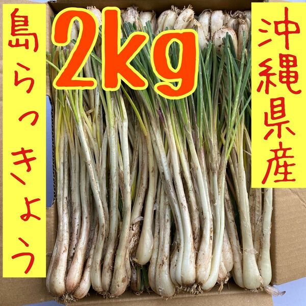 沖縄県産島らっきょう　2kg 土根付