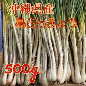 当日収穫　沖縄県産島らっきょう　500g 土根付