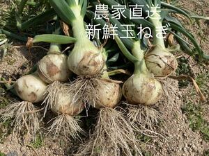 淡路島玉ねぎ 極早生　訳あり玉葱 タマネギ約10キロ農家直送　