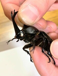 国産カブトムシ【ホワイトアイ】【幼虫】５匹セット