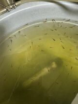 100円スタート　① 鉄魚　稚魚　ゆうパケットプラス　5匹　1.0cm〜 無選別　3から親画像　金魚 オオミジンコ 楽しみ _画像1