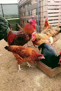 天草大王 鶏 有精卵 6個 世界最大級の鶏