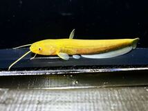 ニホンナマズ 12cm 静岡 画像個体 淡水魚 マナマズ 一点物 肉食魚 大型魚 日本ナマズ 地震 なまず まなまず 鯰 （ アロワナ 混泳） ナマズ_画像1