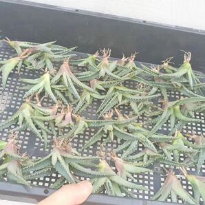 【GAR園藝】P-68 特選 アガベ 多肉植物 チタノタ帝君 agave emperor 狂刺 背棘 激レア高級品種 強棘株 60株の画像1