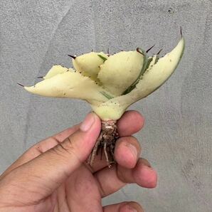 【GAR園藝】P-6 特選 アガベ 多肉植物 ポタトルム スーパークラウン 吉祥冠 陰陽錦 Agave potatorum 'Super Crown' 極上株 激レア！の画像3