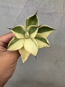 【GAR園藝】P-6 特選 アガベ 多肉植物 ポタトルム　スーパークラウン　吉祥冠 陰陽錦 Agave potatorum 'Super Crown' 極上株 激レア！