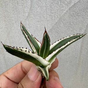 【GAR園藝】P-28 特選 アガベ 多肉植物 氷山 Agave victoriae-reginae 'Hyouzan'極上子株 激レア！の画像3