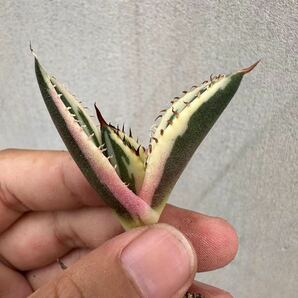 【GAR園藝】P-32 特選 アガベ 多肉植物 チタノタ スナグルトゥース優良血統 Agave Titanota 極上美株 激レア!の画像2