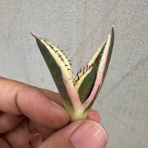 【GAR園藝】P-32 特選 アガベ 多肉植物 チタノタ スナグルトゥース優良血統 Agave Titanota 極上美株 激レア!の画像3