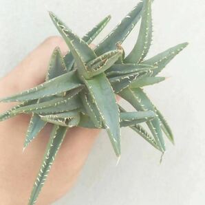 【GAR園藝】P-67 特選 アガベ 多肉植物 チタノタ帝君 agave emperor 狂刺 背棘 激レア高級品種 強棘株 60株の画像4