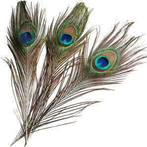 【ノーブランド品】羽根 目玉羽 装飾用の羽根 孔雀の羽 23-33cm 10本の画像6
