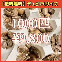 【デュビアL】1000匹＊送料無料！スピード配送！_画像1