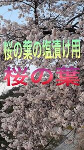 桜の葉、桜の葉の塩漬け、桜の葉っぱ50枚