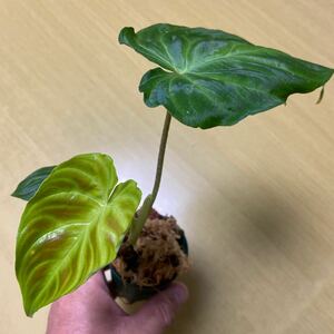 フィロデンドロン　ベルコーサム　Philodendron verrucosum