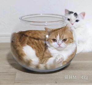 人気で欠品続出　Catis 割れない　猫鉢 Mサイズ 3〜5kg用　猫用　金魚鉢