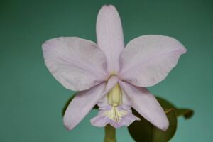 洋蘭原種 Cattleya nobilior coerulia ( Maria Rita x escura )実生