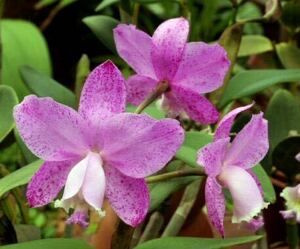 洋蘭原種　Cattleya loddigesii (punctata x tipo) 実生