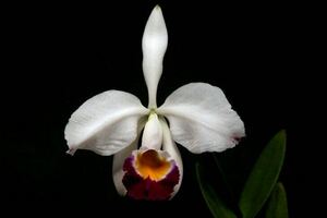 洋蘭原種　Cattleya eldorado semi alba (Rafaera x Julio prestes 実生