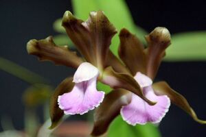 洋蘭原種　Cattleya bicolor coerulea 実生