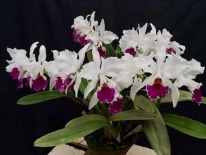 洋蘭原種　Cattleya labiata (perola rubra x semi alba Bela Vista) 実生