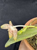 洋蘭原種　Phalaenopsis amboinensis ‘Nicole’ AM/AOS 開花中_画像5