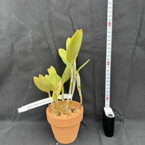 洋蘭原種 Cattleya loddigesii (punctuate x tipo)実生の画像8