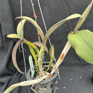 洋蘭原種 Cattleya schilleriana 蕾入ってます おまけつきの画像3