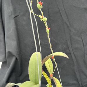 洋蘭原種 Cattleya schilleriana 蕾入ってます おまけつきの画像4