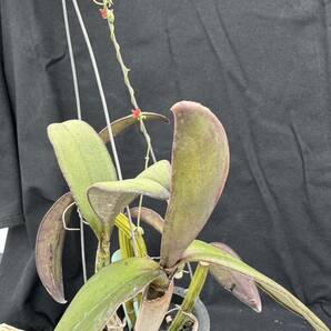 洋蘭原種 Cattleya schilleriana 蕾入ってます おまけつきの画像5