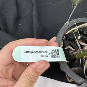 洋蘭原種 Cattleya schilleriana 蕾入ってます おまけつきの画像7