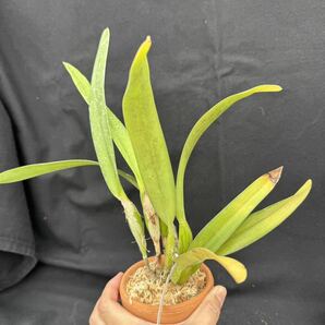 洋蘭原種 Cattleya purpurata (anelata x anelata) 実生の画像3