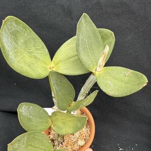 洋蘭原種 Cattleya loddigesii (punctata x tipo) 実生の画像5