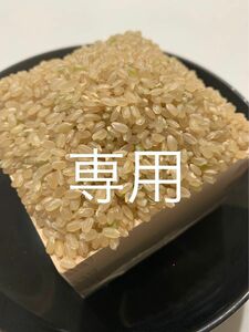 ようぶぅ様専用　精米済み 20キロ 新潟県産こしいぶき 特別栽培米 5年産 低温冷蔵