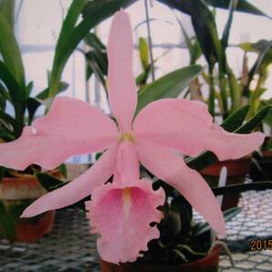 9洋蘭カトレア原種 c.maxima carnea Soushi NO2 (OG)の画像1