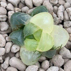 G1002 多肉植物　ハオルチア　奈良姫オブツーサ錦　超美品　糊斑