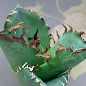 G1178アガベ チタノタ 蟹 カニ Agave