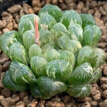 G1309多肉植物　ハオルチア　ハオルシア　丸窓オブツーサ錦　極上斑　超美品_画像2