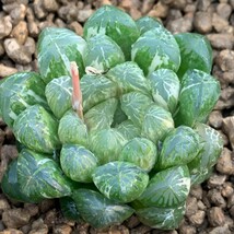 G1309多肉植物　ハオルチア　ハオルシア　丸窓オブツーサ錦　極上斑　超美品_画像1