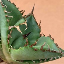 G1316アガベ チタノタ 蟹 カニ Agave_画像1