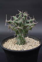 希少　実生株　ユーフォルビア　シザカンサ　Euphorbia schizacantha_画像1