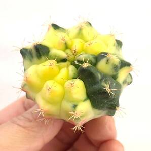 ギムノカリキウム 牡丹玉錦 Gymnocalycium mihanovichii variegata 実生 1の画像1