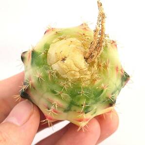 ギムノカリキウム 牡丹玉錦 Gymnocalycium mihanovichii variegata 実生 1の画像5