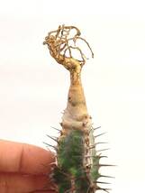ユーフォルビア　ビローサ　矢毒キリン　Euphorbia virosa　2_画像4