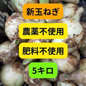 新玉ねぎ5キロ。農薬や肥料不使用。大小いろいろ。土付き。